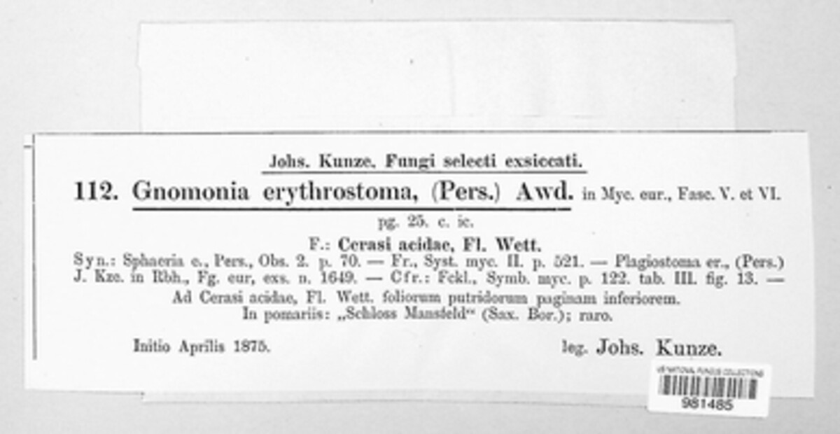 Apiognomonia erythrostoma image